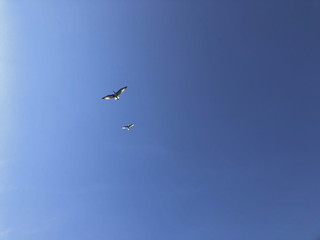 birds are flying in the blue sky