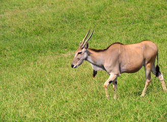 Naklejka na ściany i meble View of a Common Eland antelope (Taurotragus oryx) in the field