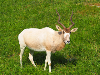 View of an Addax antelope (Addax nasomaculatus) in the field