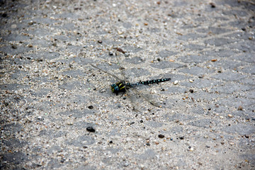 Dragonfly on the grey pavement