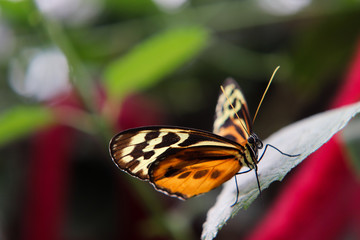 Orange Butterfly on Green Leaf, Wings Open