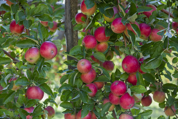 Amasya apples and apples 