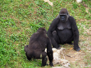View of two lowland gorillas in the field