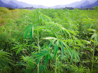 Marijuana in morning light from Asia. cannabis bloom Plants nature of farm field with green.