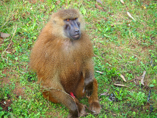 View of a Guinea Baboon (Papio papio) in the field