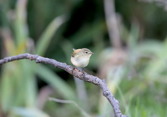 The common chiffchaff (Phylloscopus collybita) sits on a branch surrounded by yellow autumn leaves