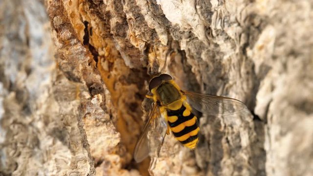 Yellow-black hoverfly close-up