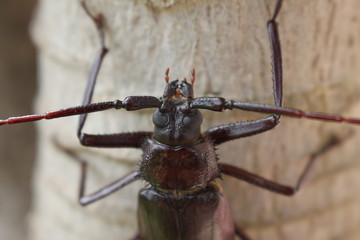 portret of beetle   © SuGak