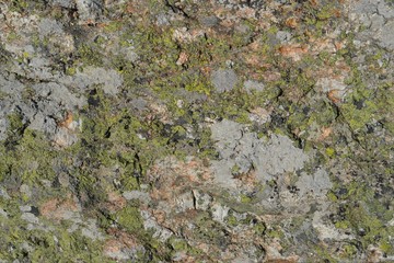 Lichen II