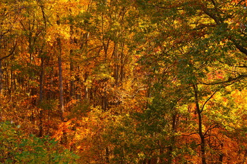 Fall Colors North Carolina