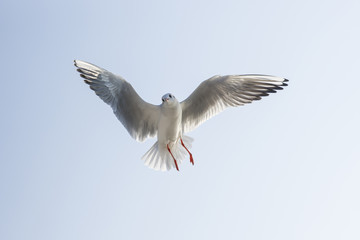 seagull in flight