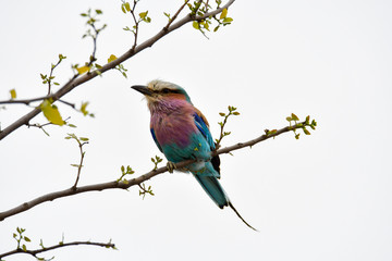 Gabelracke Südafrika