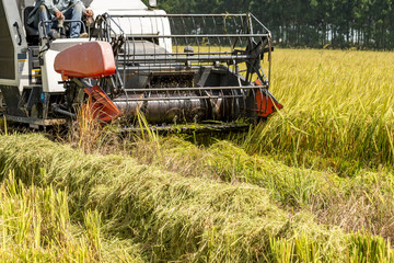 Fototapeta na wymiar Agriculture Industrial harvesting machinery working in rice field