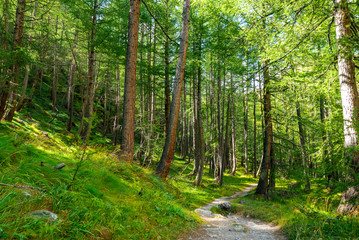 Fototapeta premium Piękny las o zachodzie słońca z zieloną trawą i sosnami - Alpy Włoskie Cogne Dolina Aosty Park Narodowy Grand Paradis