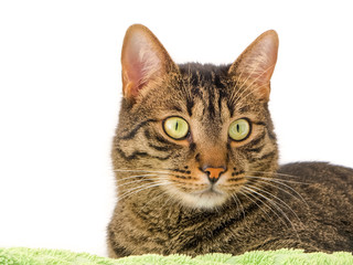 Katze seitlich schauend