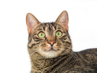 Katze nach oben schauend