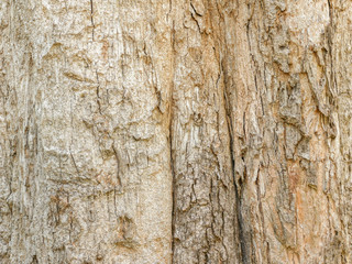 Tree bark wood texture abstract background