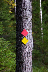 Colorful markers on a tree trunk