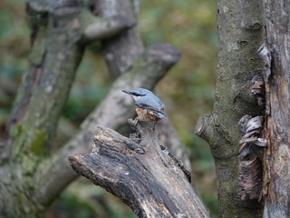Nuthatch (Sitta europaea) in woodland