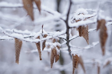 Laub im Schnee