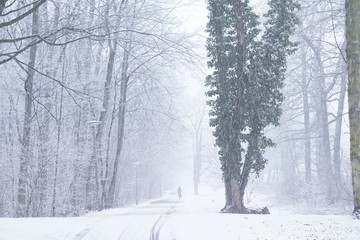 Fototapeta na wymiar Park im Schnee