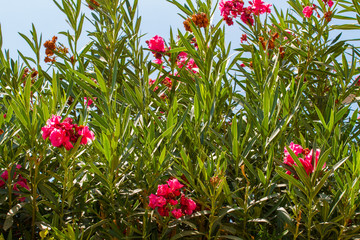 Nerium oleander, flowering bush of pink oleander