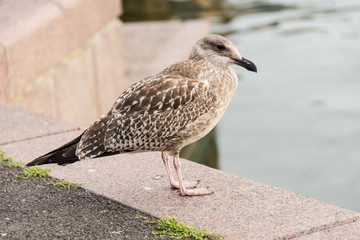 sea ​​gull on the shore