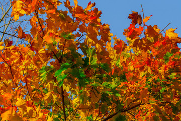 Beautiful autumn maple with big yellow, orange, red and green leaves &ndash; magnified details of a tree on a background of clear blue sky on a Sunny day