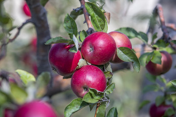 Amasya apples and apples 