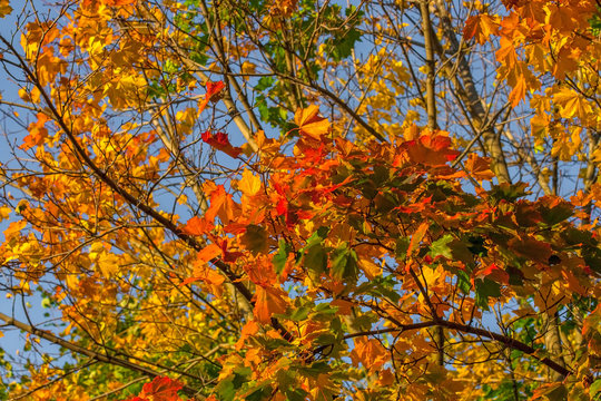 Beautiful autumn maple with big yellow, orange and green leaves &ndash; magnified details of a tree on a background of clear blue sky on a Sunny day