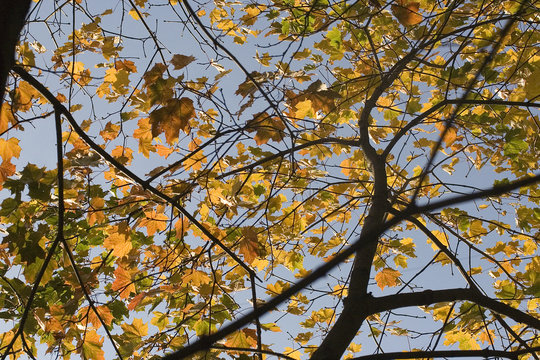 Beautiful maple branches with yellow, orange and green leaves &ndash; photo of the tree up against the blue clear sky on a Sunny day