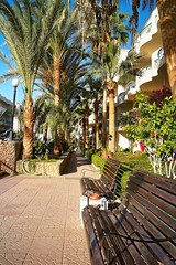 Benches at the pavement with ornamental trees in the exterior resort in Hurghada.