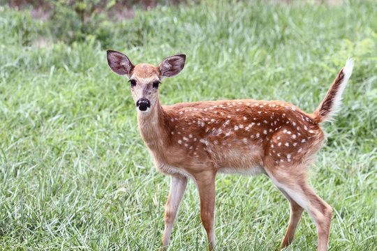 A spotted White-tailed deer fawn without his mother standing in a grassy meadow alone.