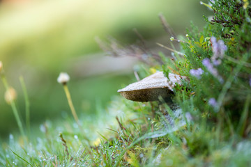 Pilze auf der Almweise, Wanderung