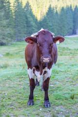 Junges Kalb grast auf Almwiese, Morgensonne, Natur pur, Nahaufnahme 