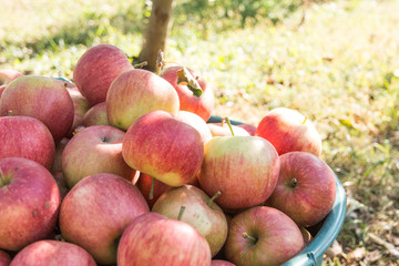 ripe delicious apples in the basket in the garden autumn crop abundance concept