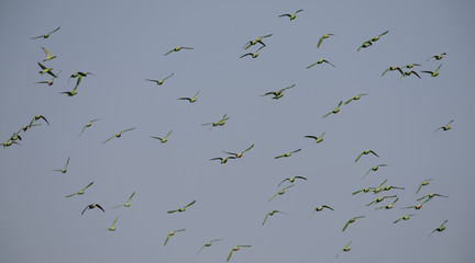 Red-breasted parakeet flying on blue sky