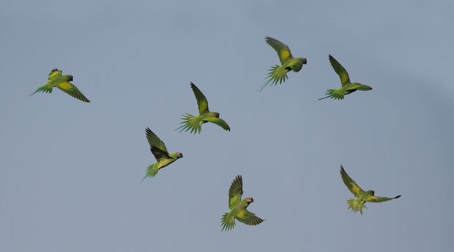 Red-breasted parakeet flying on blue sky