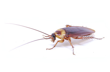 Cockroach isolated on a white background