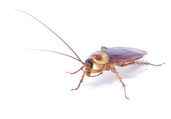 Cockroach isolated on a white background