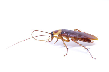 Cockroach isolated on a white background
