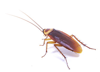 Cockroach isolated on a white background