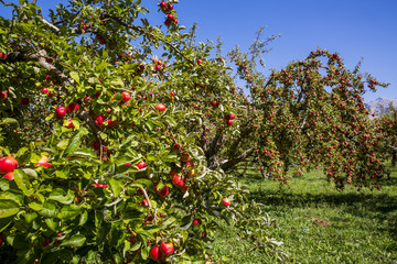 Amasya apples and apples 