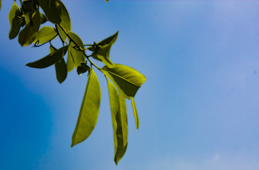 branch with green leaves on background of blue sky