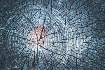 Jahresringe und Maserung eines Baumstamms, grau