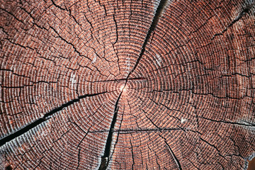 Jahresringe und Maserung eines Baumstamms