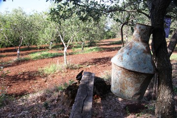 PAESAGGIO PUGLIESE