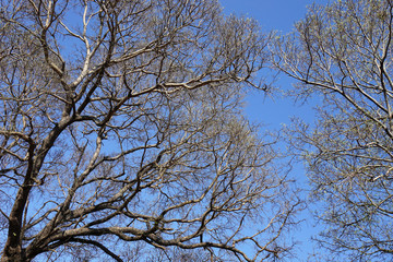 tree branches on blue sky