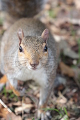 close squirrel looking on camera