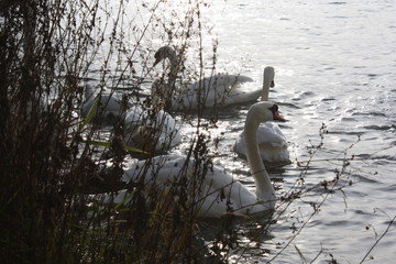 Swans on lake in Lyon, France